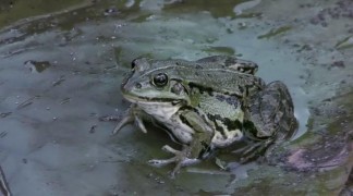 Кадр з фільму Снігова людина