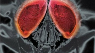 Кадр з фільму Муха 2