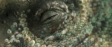 Кадр з фільму Прогулянки з динозаврами