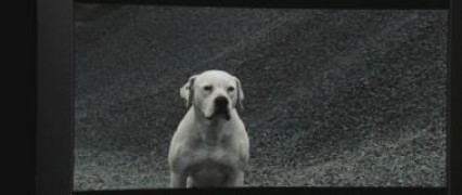 Кадр з фільму Одного разу в Голлівуді