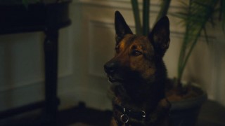 Кадр з фільму Макс 2: Герой Білого Дому