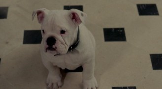 Кадр з фільму Трезор