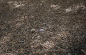 Кадр з фільму Марсель, мушля в черевичках