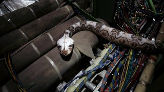 Кадр з фільму Змії в літаку