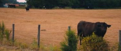 Кадр з фільму Трава зеленіша