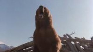 Кадр з фільму Біле ікло