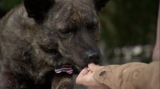 Кадр з фільму Перший пес держави