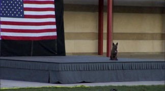 Кадр з фільму Перший пес держави