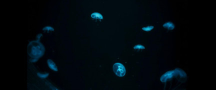 Кадр з фільму Втеча