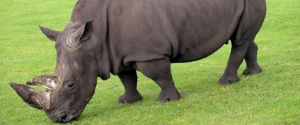 Кадр з фільму Грошова голка (Торговці тілами)