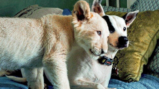 Кадр з фільму Лена та білий тигр