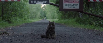 Кадр з фільму Кладовище домашніх тварин