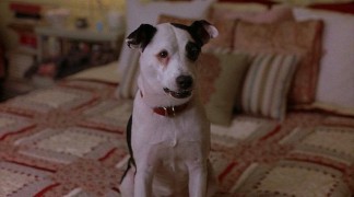 Кадр з фільму Собаче кохання