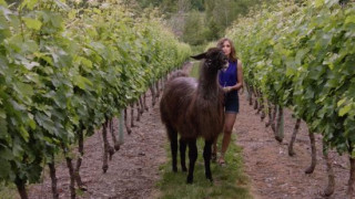 Кадр з фільму Літо на виноробні