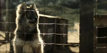 Кадр з фільму Тоґо