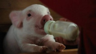 Кадр з фільму Павутиння Шарлотти