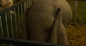 Кадр з фільму Дамбо