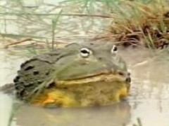 Кадр з фільму Втрачена ланка