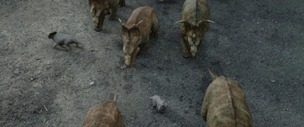 Кадр з фільму Прогулянки з динозаврами