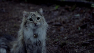 Кадр з фільму Аліса у Країні чудес