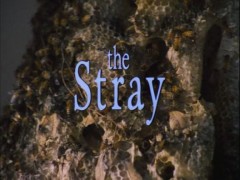 Кадр з фільму Бродяга