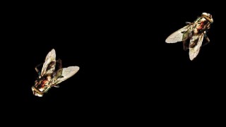 Кадр з фільму Муха 2