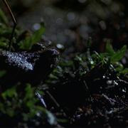 Кадр з фільму Озеро Чудовиськ