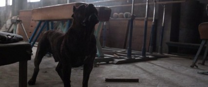 Кадр з фільму Пес на ланцюгу (Ланцюговий пес)