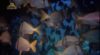 Кадр з фільму Тінторера: Тигрова акула