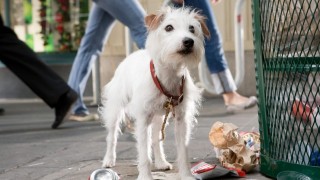 Кадр з фільму Готель для собак