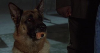 Кадр з фільму К-9. Приватні детективи