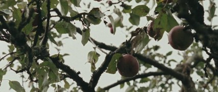 Кадр з фільму Пані Боварі