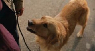 Кадр з фільму Очима собаки