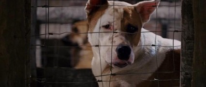 Кадр з фільму Крихітка з Беверлі-Гіллз