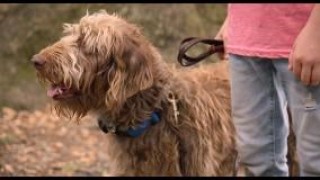 Кадр з фільму Думай як пес