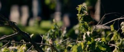 Кадр з фільму Суддя