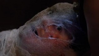 Кадр з фільму Павутина зла