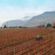 Кадр з фільму День святого Валентина у винограднику