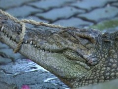 Кадр з фільму Тінь у глибині