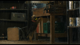 Кадр з фільму Бродяги (Кудлаті Перці)