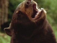 Кадр з фільму Друга книга Джунглів: Мауглі і Балу