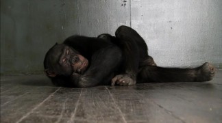 Кадр з фільму Примат