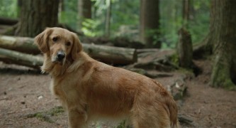 Кадр з фільму Очима собаки