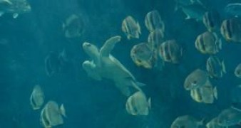 Кадр з фільму Рай океан