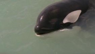 Кадр з фільму Звільніть Віллі: Втеча з Піратської бухти