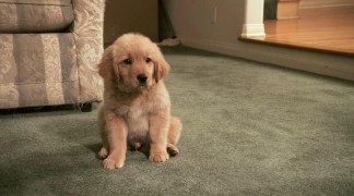 Кадр з фільму Золота зима