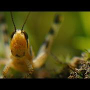 Кадр з фільму Стукіт у двері