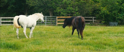 Кадр з фільму Бруд Лос-Анджелеса