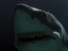 Кадр з фільму Акули