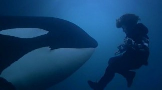 Кадр з фільму Звільніть Віллі 3. Порятунок